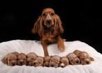 Huiskamer nest engelse cocker spaniel puppys pups, Rabiës (hondsdolheid), 8 tot 15 weken, Meerdere, Meerdere dieren