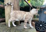 Bengaal Snow/Silver kittens beschikbaar €800; met stamboom, Dieren en Toebehoren, Katten en Kittens | Raskatten | Korthaar, Kater