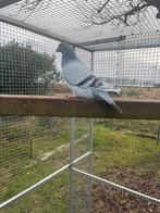 Sierduif, Mannelijk, Postduif