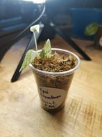 Epipremnum Pinnatum Mint - Zeldzame Plant!, Huis en Inrichting, Kamerplanten, Overige soorten, In pot, Minder dan 100 cm, Groene kamerplant