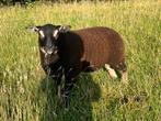 Beste en goed getekende Dassenkop rammen., Mannelijk, Schaap, 0 tot 2 jaar