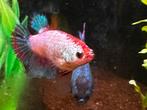 Betta splendens, Vis