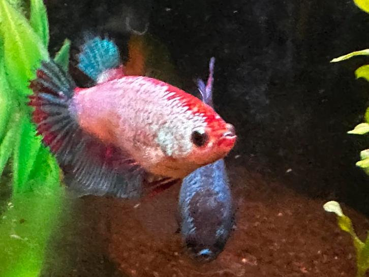 Betta splendens, Dieren en Toebehoren, Vissen | Aquariumvissen, Vis