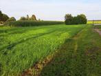 Te huur weiland, Dieren en Toebehoren