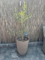 2 olijfbomen in hoge pot, Tuin en Terras, Planten | Bomen, Ophalen, Volle zon, Olijfboom, 100 tot 250 cm