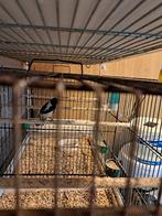 Alariovink man te koop, Dieren en Toebehoren, Vogels | Overige Vogels, Mannelijk, Tropenvogel, Geringd