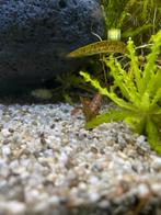 Vallisneria spiralis Rubra, Ophalen of Verzenden, Plant(en), Steen of Hout