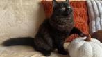 Yumi – Brits Langhaar poes (zwart), Dieren en Toebehoren, Poes, Gechipt, 0 tot 2 jaar