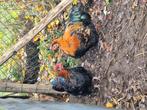 Orpington hanen gratis, Dieren en Toebehoren, Pluimvee, Vrouwelijk, Kip
