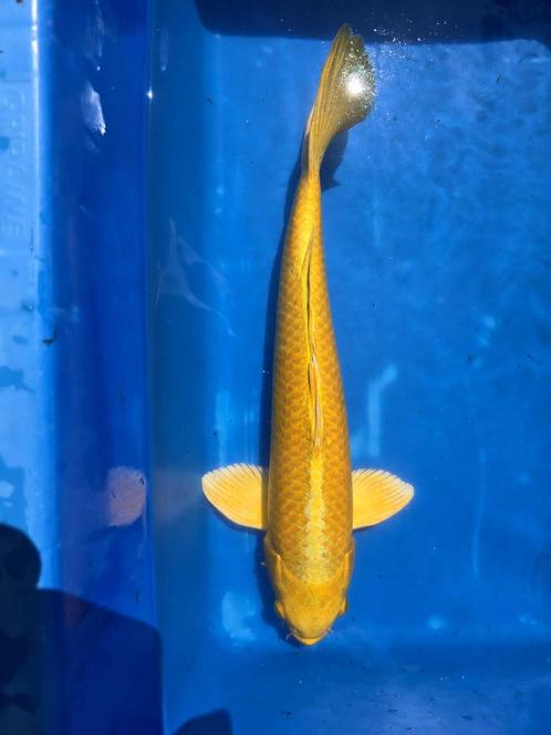 Japanse Koi Yamabuki, Dieren en Toebehoren, Vissen | Vijvervissen