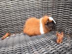 Ch teddy beertje 3kleur, Dieren en Toebehoren, Knaagdieren, Oktober, Mannelijk, Cavia