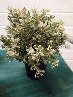ikea kunstplanten fejka tijm 23 cm hoog, Ophalen of Verzenden, 'T Olde Gre-j, Info@toldegrej.nl, Endepoelstraat 20f Didam