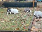 Spoed: Goed huisje gezocht voor 4 lieve hangoor konijnen, Dieren en Toebehoren, Konijnen, Meerdere dieren, Middelgroot, Hangoor
