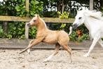 ** Allerknapste Welsh veulentje **, Dieren en Toebehoren, 0 tot 2 jaar, Hengst, B pony (1.17m tot 1.27m), Onbeleerd