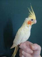 Tamme baby Valkparkiet, Geslacht onbekend, Parkiet, Tam
