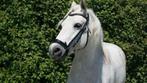 2 lieve pony's zoeken een nieuw huisje, Dieren en Toebehoren, Niet van toepassing, 11 jaar of ouder, Recreatiepony, Merrie