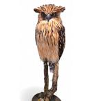 Opgezette Maleisische visuil, Ophalen of Verzenden, Zo goed als nieuw, Vogel, Opgezet dier