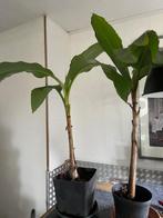 bananenplant, Ophalen, Overige soorten, Halfschaduw, In pot
