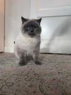 White and grey mixbreed male cat, Dieren en Toebehoren, Kater, Kortharig, 0 tot 2 jaar