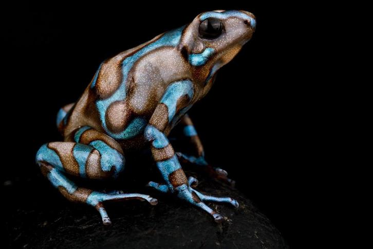 Dendrobates auratus 'Highland bronze'