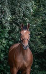 Super lieve en brave ruin te koop, Dieren en Toebehoren, Springpaard, B, Gechipt, Ruin