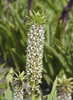 Diverse bollen zomerbloeiers! (BIO!), Ophalen of Verzenden, Voorjaar, Volle zon, Bloembol