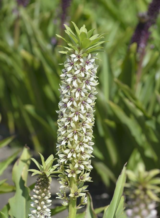 Diverse bollen zomerbloeiers! (BIO!), Tuin en Terras, Bloembollen en Zaden, Bloembol, Voorjaar, Volle zon, Ophalen of Verzenden