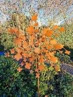 Windmolen roest klavertje 4 op tuinsteker., Ophalen of Verzenden, Nieuw