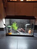 Complete Juwel Primo 60 liter aquarium in het zwart netjes, Ophalen, Zo goed als nieuw, Leeg aquarium