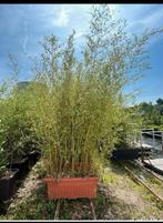 Bamboe Phyllostachys Aureocaulis, Ophalen, Bloeit niet, Overige soorten, Halfschaduw