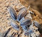 Porcellio cf magnificus 'White antenna', Dieren en Toebehoren, Overige soorten