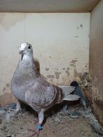 Rode postduif duivin, Dieren en Toebehoren, Vogels | Duiven, Vrouwelijk, Postduif