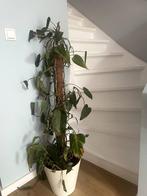 Kamerplant - house plant with pot, Ophalen, 100 tot 150 cm, Overige soorten, Halfschaduw