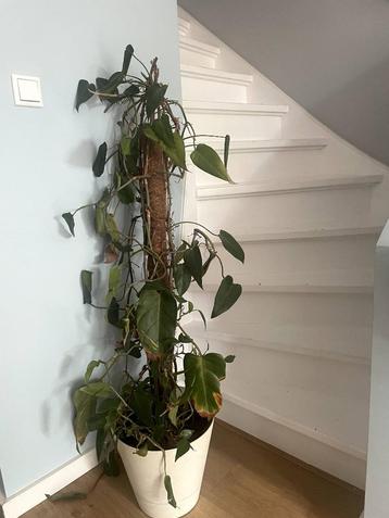 Kamerplant - house plant with pot beschikbaar voor biedingen