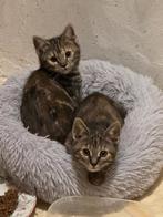 Kittens, Poes, Kortharig, 0 tot 2 jaar