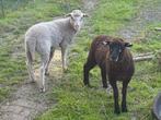 Meerdere lieve handtamme schapen, Dieren en Toebehoren, Schapen, Geiten en Varkens, Meerdere dieren, Schaap