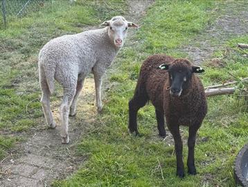 Meerdere lieve handtamme schapen beschikbaar voor biedingen