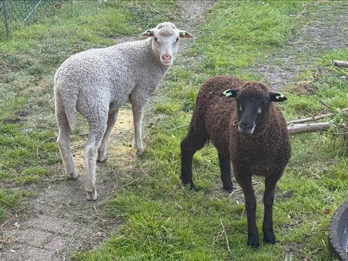 Meerdere lieve handtamme schapen, Dieren en Toebehoren, Schapen, Geiten en Varkens, Schaap, Meerdere dieren, 0 tot 2 jaar