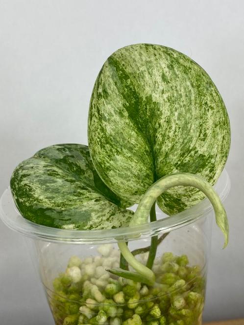 Scindapsus Bahorok Gewortelde Kopstek, Huis en Inrichting, Kamerplanten, Overige soorten, Minder dan 100 cm, Ophalen of Verzenden