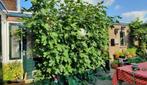 Vijgenstruik vijgenboom vijgenstekken vijgen stekken stek, Tuin en Terras, Planten | Fruitbomen, Volle zon, Vijgenboom, Minder dan 100 cm