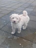 Labradoodle puppy's, laatste 3!, Dieren en Toebehoren, Honden | Chihuahua's en Gezelschapshonden, Overige rassen, 8 tot 15 weken