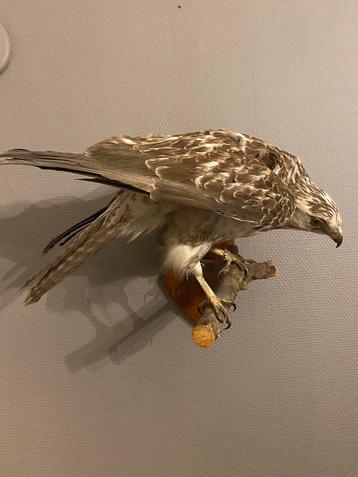 Opgezette buizerd - klaar voor duikvlucht beschikbaar voor biedingen