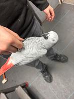 Zeer tamme Grijze Roodstaart Papegaai (inclusief kooi), Vrouwelijk, Papegaai, Pratend