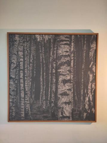 Zwart-wit berkenbos foto op canvas in mooie houten lijst beschikbaar voor biedingen