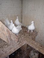 4 witte sierduiven, Dieren en Toebehoren, Meerdere dieren, Overige soorten