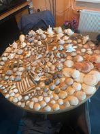 Grote Collectie Diverse Schelpen, Verzamelen, Ophalen of Verzenden, Schelp(en)