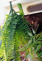 Jonge groene leguaan (tam). Met cites papieren., Dieren en Toebehoren, Reptielen en Amfibieën, Hagedis, Tam, 0 tot 2 jaar