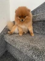 Raszuivere pomeriaan met stamboom, 6 jaar of ouder, Particulier, Keeshond, Buitenland