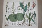 Antieke botanische kleurenlitho - Oa Herminium - 1862 !!, Antiek en Kunst, Kunst | Litho's en Zeefdrukken, Ophalen of Verzenden