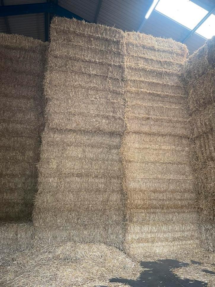 Grote pakken/balen  tarwe in gerst stro., Dieren en Toebehoren, Dierenvoeding, Vee, Ophalen of Verzenden